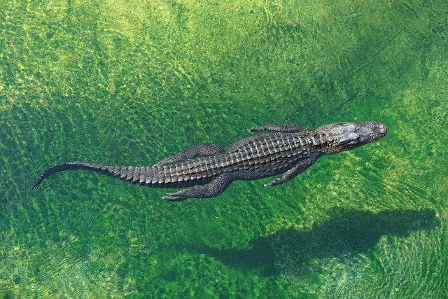 Florida AG Proposes ‘Alligator Alcatraz’ Immigration Detention Center